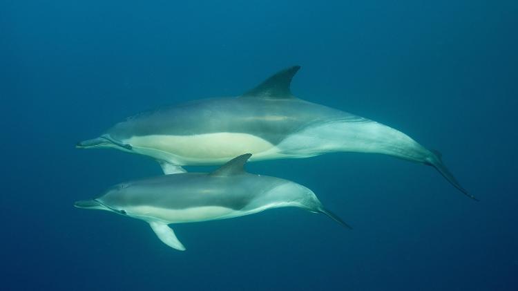 Filhote de golfinho branco do Pacífico recém-nascido nada com a mãe - Getty Images/imageBROKER RF - Getty Images/imageBROKER RF
