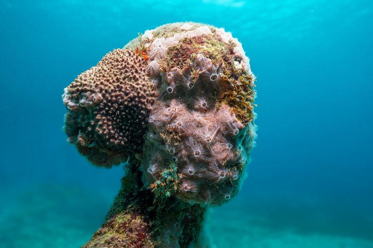 As esculturas foram pensadas para se manterem "vivas" através da ocupação de espécies marinhas