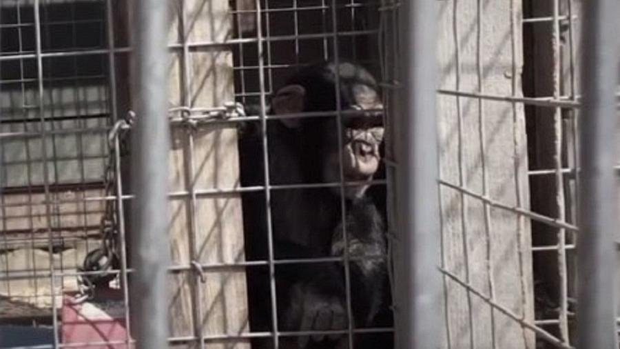 Chimpanzé mantido em cativeiro no Estado americano do Missouri - Reprodução