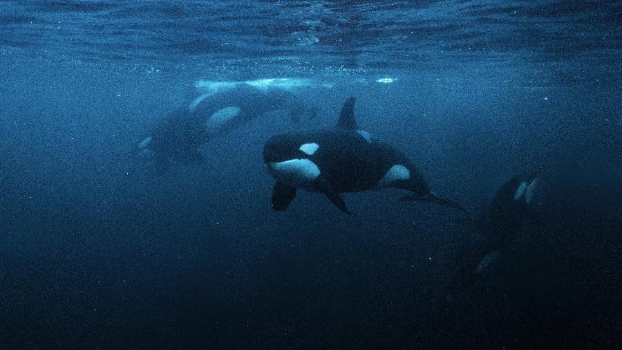 Menopausa nas orcas chega por volta dos 40 anos