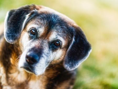 A tendência é que cães de porte pequeno tenham uma expectativa de vida maior do que os cães de grande porte - Getty Images/iStockphoto