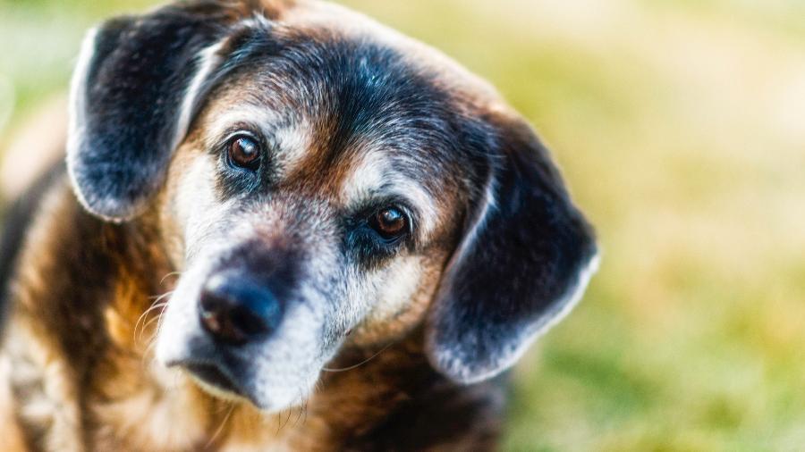 A tendência é que cães de porte pequeno tenham uma expectativa de vida maior do que os cães de grande porte