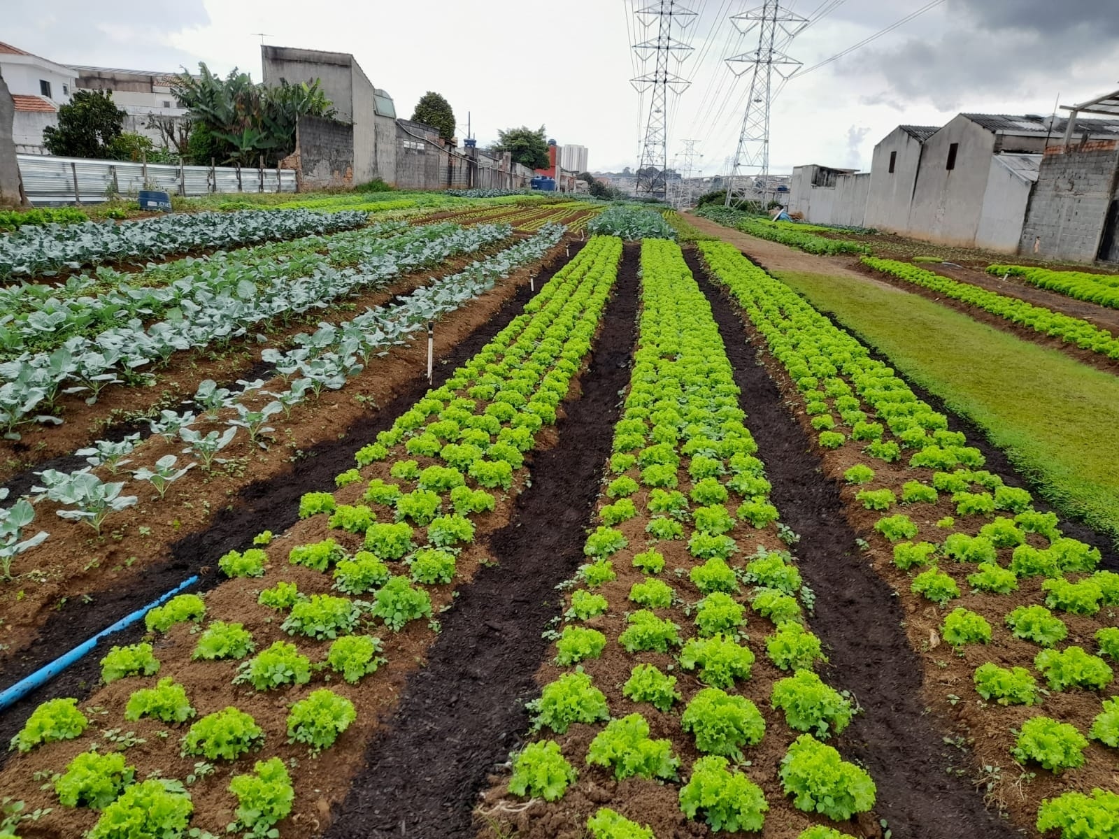 Horta urbana: produção de alimentos do quintal está perto de 1