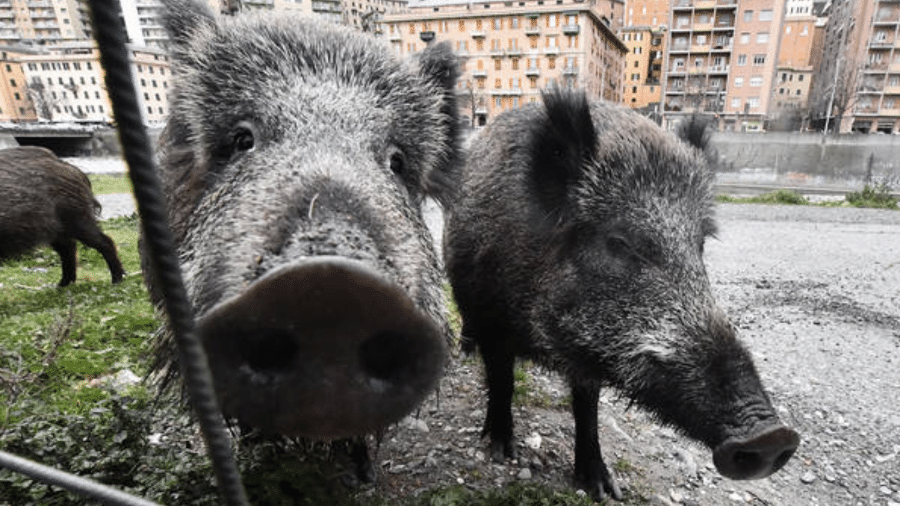 Javalis selvagens viraram problema nas grandes cidades italianas - ANSA