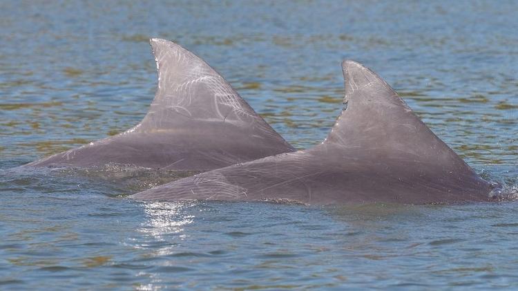 Os botos de Laguna são da espécie golfinho nariz-de-garrafa - Reprodução/Instagram @movimentobotovivo - Reprodução/Instagram @movimentobotovivo