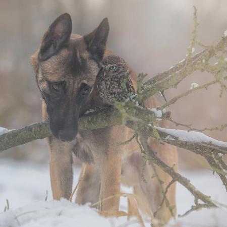Cão e coruja fotografados por Tanja Brandt