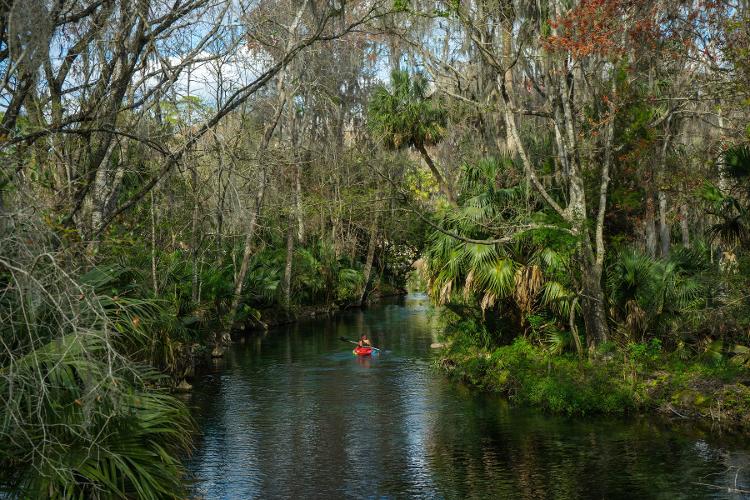 Depois de virar parque temático, Silver Springs voltou às suas origens: a apreciação da natureza