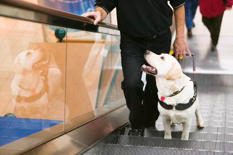 Cão-guia - Jim Craigmyle/Getty Images - Jim Craigmyle/Getty Images