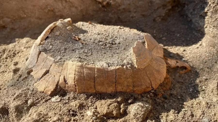 Os restos de uma tartaruga descobertos em Pompeia, na Itália, em uma imagem divulgada pelo sítio arqueológico  - AFP/Foto