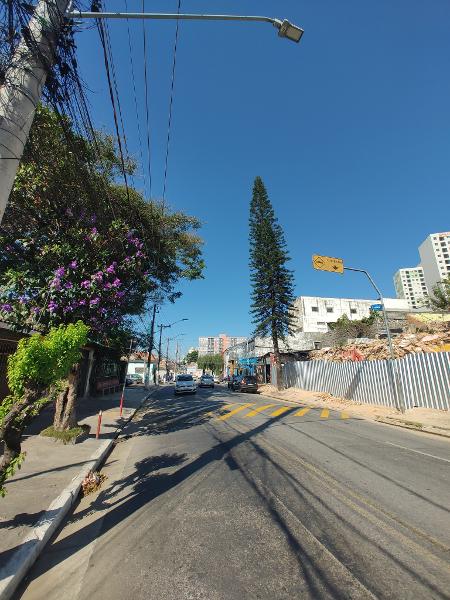 Figueira das Lágrimas (à esq.) em frente a área demolida para nova construção (à dir.) em 2023; pinheiro na calçada poderá ser afetada pela obra - Marcos Candido/ysoke - Marcos Candido/UOL