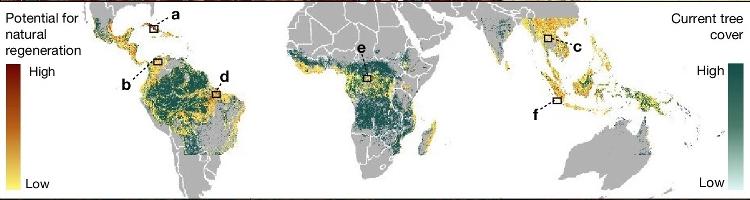 Áreas de floresta tropical com potencial de regeneração natural, segundo estudo publicado na revista Nature