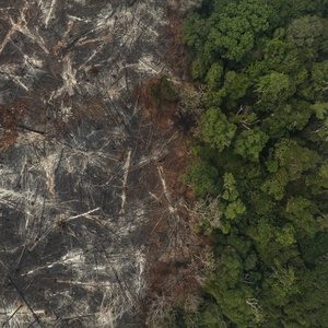 Ranking mostra falha de gigantes em barrar desmatamento; Suzano é exceção