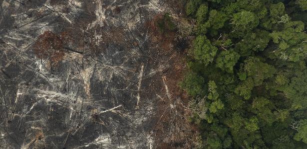 Ranking mostra falha de gigantes em barrar desmatamento; Suzano é exceção