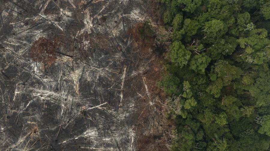 Área desmatada na região de planalto entre Santarém e Uruará, no Pará - Lalo de Almeida -19/nov/2024/Folhapress