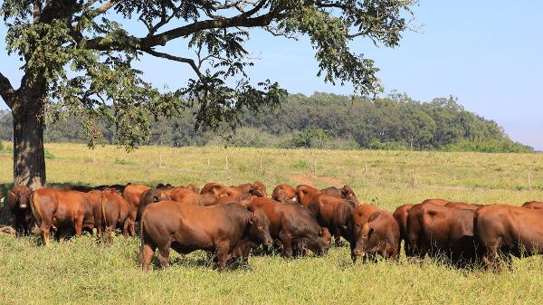 Empreendimentos de pecuária extensiva, semi-intensiva e intensiva de pequeno porte podem ser isentos de licenciamento ambiental