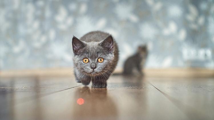 Gatinho persegue ponto de luz gerado por caneta laser - Getty Images/iStockphoto - Getty Images/iStockphoto