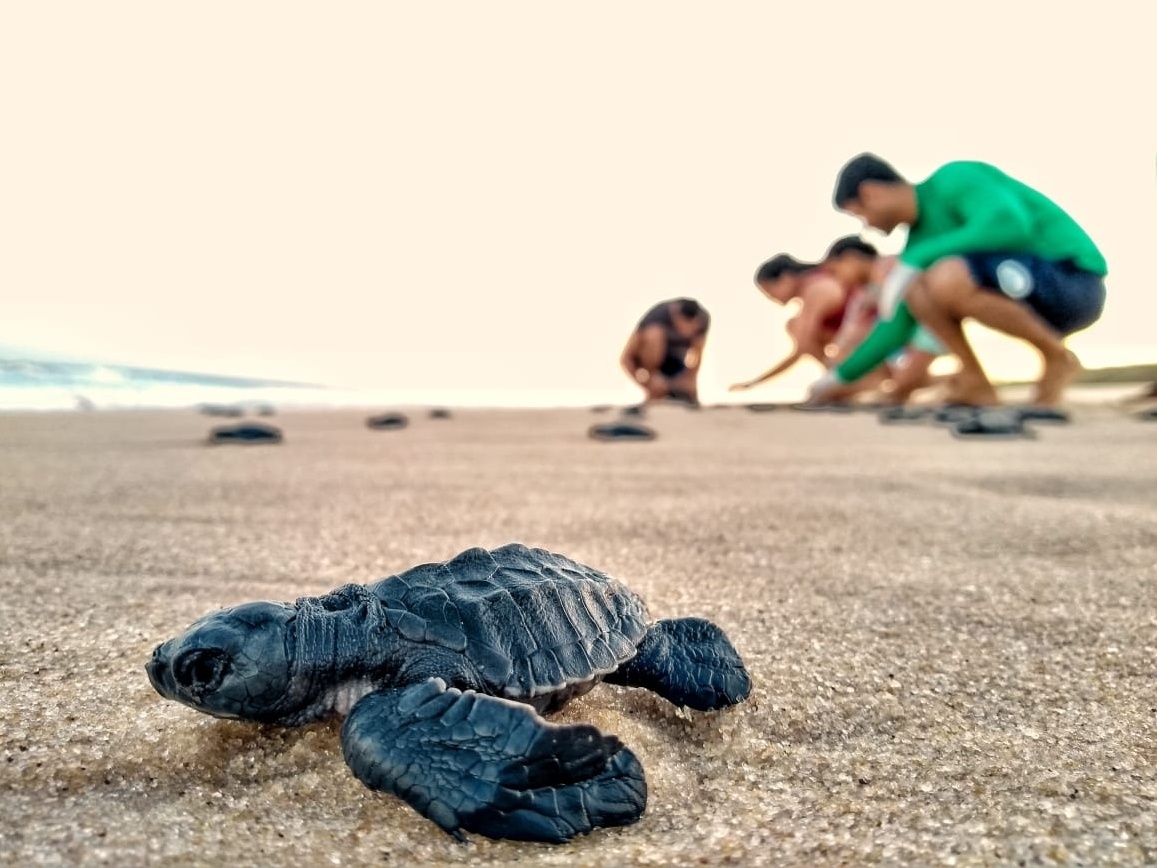 Em risco, tartarugas marinhas precisam da nossa ajuda; veja dicas -  16/03/2022 - UOL ECOA