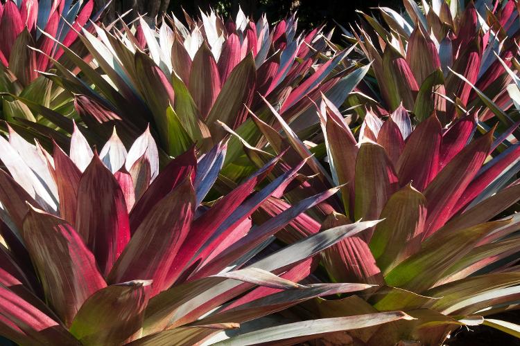 Alcantarea Imperialis - Getty Images/iStockphoto - Getty Images/iStockphoto