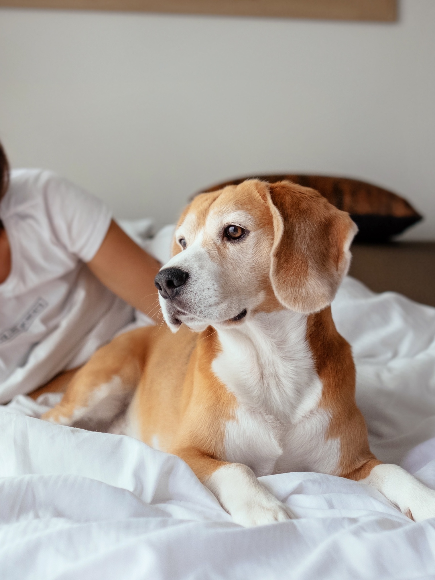 Deixar o cachorro dormir na sua cama é realmente uma boa ideia?