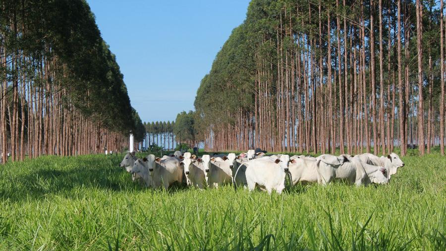 Sistema ILPF (Integração Lavoura Pecuária Floresta)