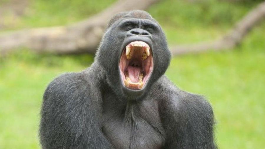 Tipo letal de parasita que causa malária presente em gorilas acabou migrando para outras espécies até atingir humanos - Getty Images