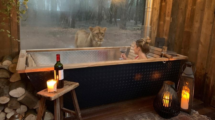 Na hospedagem Lion Lodge, é possível admirar os leões da reserva Port Lympne Hotel and Reserve  - Divulgação