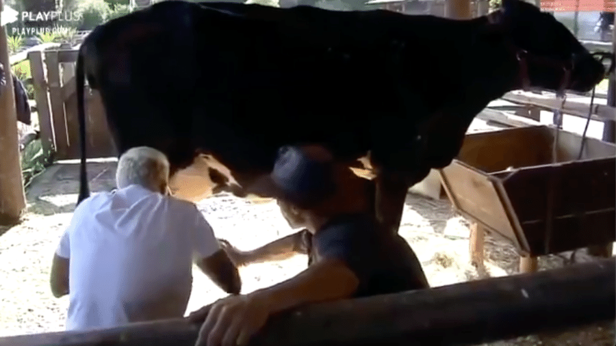A Fazenda 2020: Lipe Ribeiro faz graça ao tirar leite da vaca com Juliano Ceglia - Reprodução/RecordTV