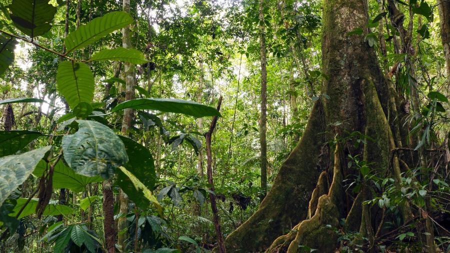 Floresta amazônica - Atelopus/Getty Images/iStockphoto
