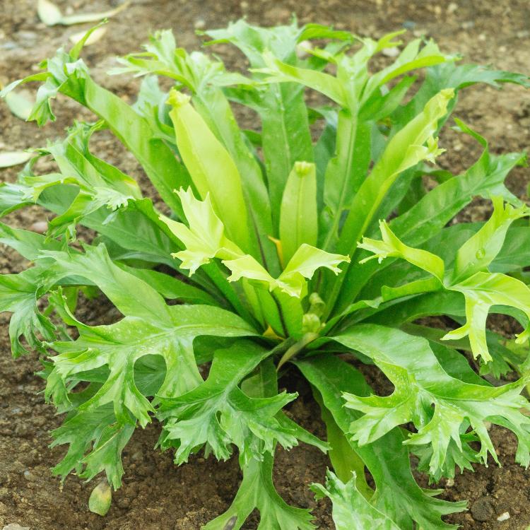 Asplenium crissie - Getty Images/iStockphoto - Getty Images/iStockphoto