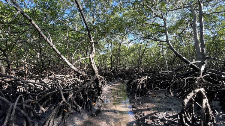 Manguezal na ilha de Boipeba. Um hectare de mangue pode armazenar oito vezes mais carbono do que um hectare de floresta. - Divulgação/Arquivo Salve Boipeba - Divulgação/Arquivo Salve Boipeba
