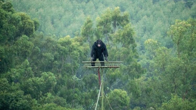 Chimpanzé Carlos curtindo uma chuvinha em uma reserva no interior de São Paulo - Meire Mi/Divulgação/Gap Projeto Grandes Primatas - Meire Mi/Divulgação/Gap Projeto Grandes Primatas