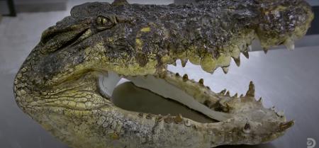 Uma cabeça de crocodilo foi retida no aeroporto de Guarulhos Uma cabeça de crocodilo foi retida no aeroporto de Guarulhos
