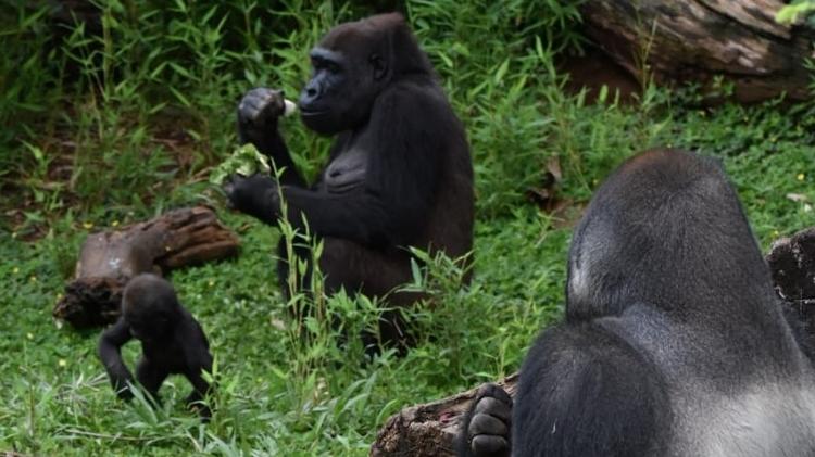 Gorilas no Jardim Zoológico de Belo Horizonte: Leon (macho alfa de costas), Lou Lou (fêmea e par de cópula de Leon) e Anaya (filha do casal)