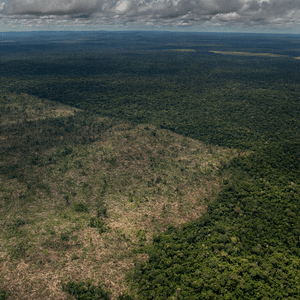 Desmatamento na Amazônia sobe 4% em 12 meses; Cerrado e Pantanal têm baixa