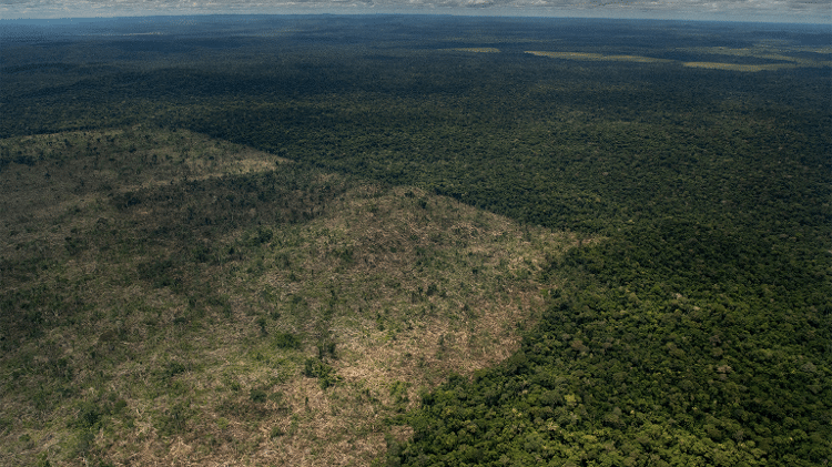 O estado do Amazonas possui uma das áreas mais preservadas da Amazônia, mas está sob crescente pressão de grileiros e pecuaristas O estado do Amazonas possui uma das áreas mais preservadas da Amazônia, mas está sob crescente pressão de grileiros e pecuaristas