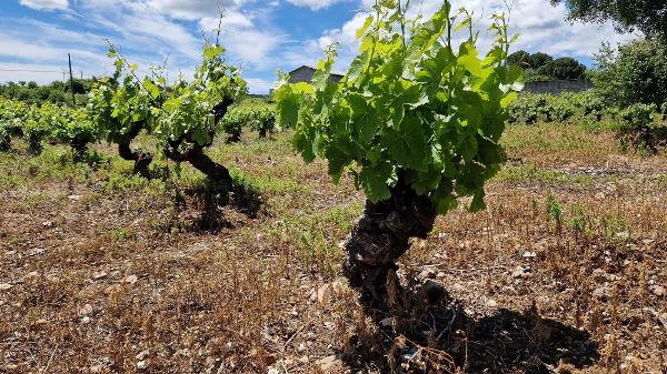 Vinhas velhas da região de Bierzo