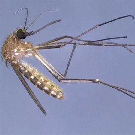 Fêmea do pernilongo (Culex quinquefasciatus); no verão, a população do inseto aumenta com a umidade - Paulo R. Urbinatti/FSP-USP