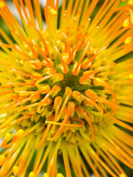 Protea High Gold - Getty Images/iStockphoto - Getty Images/iStockphoto