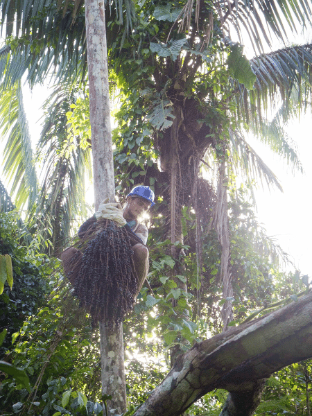 O fruto da palmeira Euterpe precatoria, nativa da Amazônia, é um ativo cultural da comunidade de Feijó e depende de colheita especializada