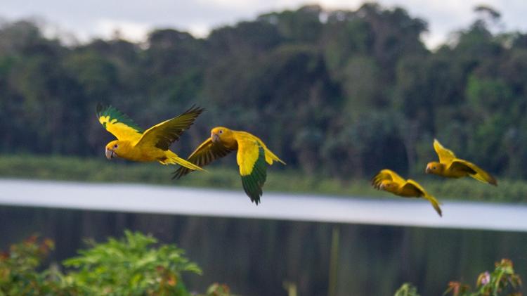 Um bando de ararajubas voa pelo Parque Estadual do Utinga, em Belém. Extintas na capital paraense 100 anos, as aves retornaram à cidade após esforços de conservação