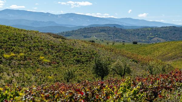 As montanhas explicam em grande medida o estilo dos vinhos de Bierzo