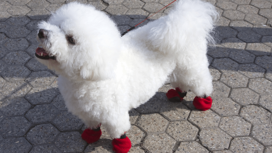 Para cães que passeiam diariamente, esse impacto é ainda maior