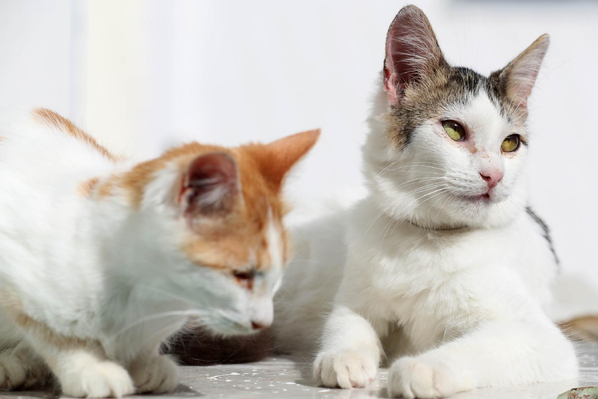 Diego e Julian: são irmãos e fazem parte de uma ninhada que foi vítima da aplicação errada de butox (carrapaticida para tratar animais de grande porte, como bovinos e equinos, mas que pode ser diluído para o uso em pequenos animais). Como a diluição não foi correta, os bichanos sofreram intoxicação. Eles estão bem e precisam de carinho! Leve-os para casa! Entre em contato: www.catland.org.br - Junior Lago/ UOL
