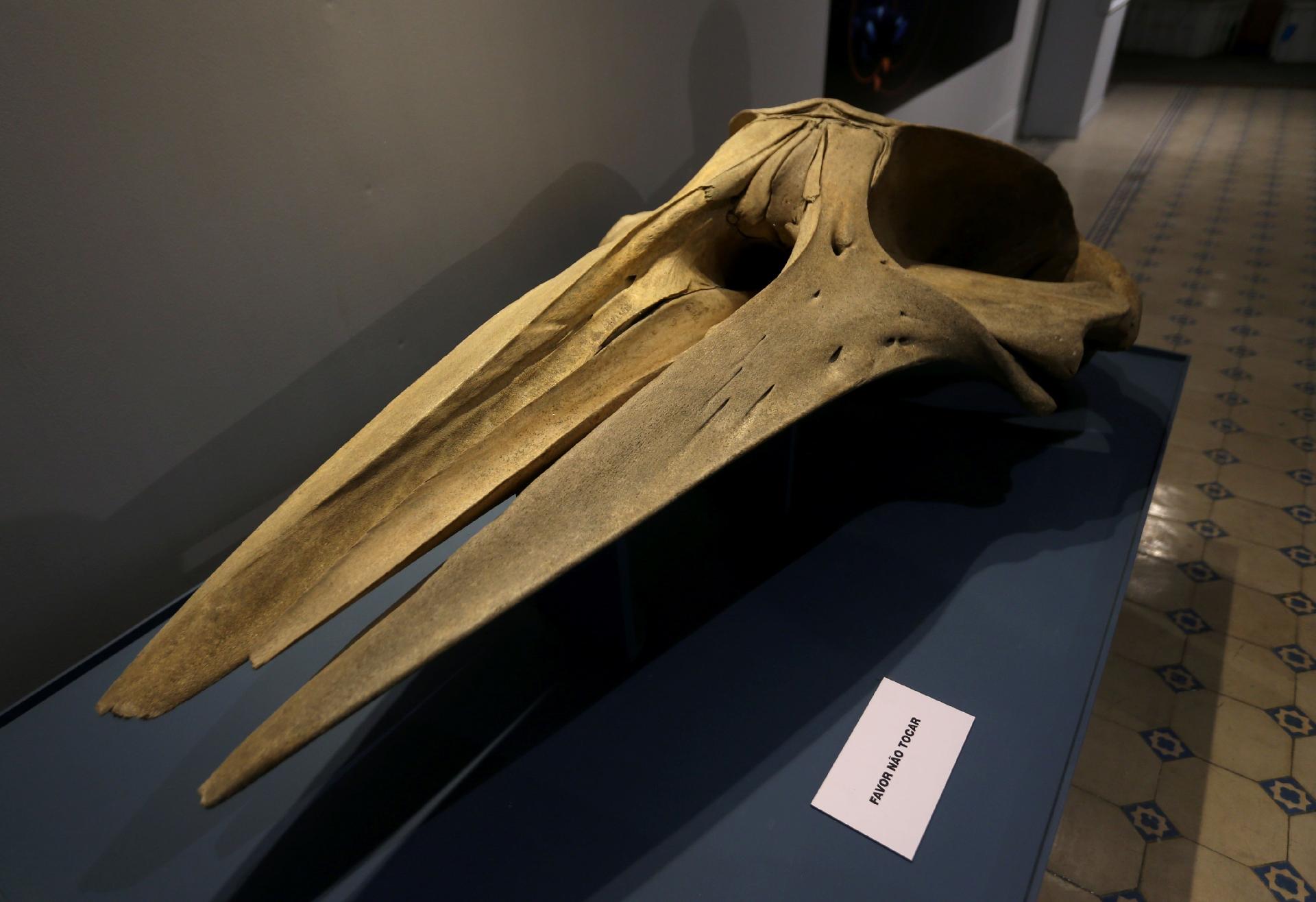 Museu Nacional apresenta exposição sobre Antártida, a primeira após incêndio - Wilton Junior/Estadão Conteúdo