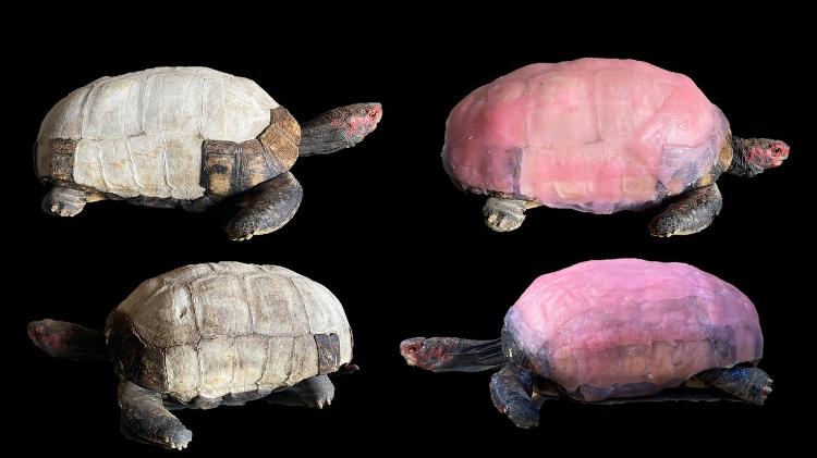 Antes e depois do tratamento do jabuti Foguinho na UFS - Centro de Aprendizagem e Manejo de Animais Silvestres/UFS - Centro de Aprendizagem e Manejo de Animais Silvestres/UFS