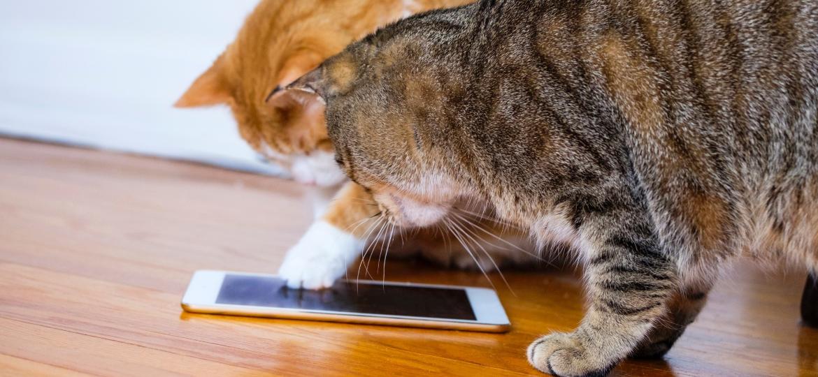 Gatos ganham um jogo só para eles no iPad