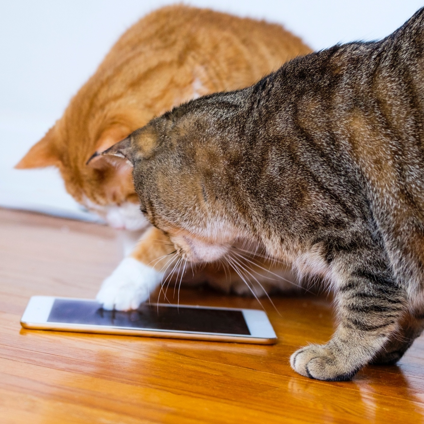 Luz Laser para gatos – Apps no Google Play