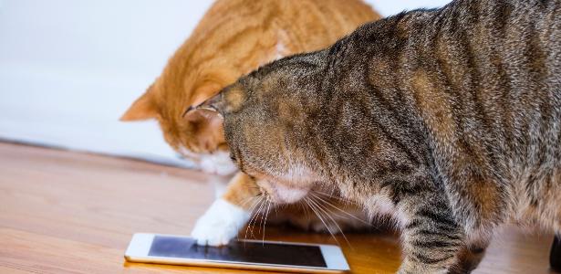 Brincadeira para animais | Jogos virtuais e laser animam pets, mas não são unanimidade entre os donos de gatos