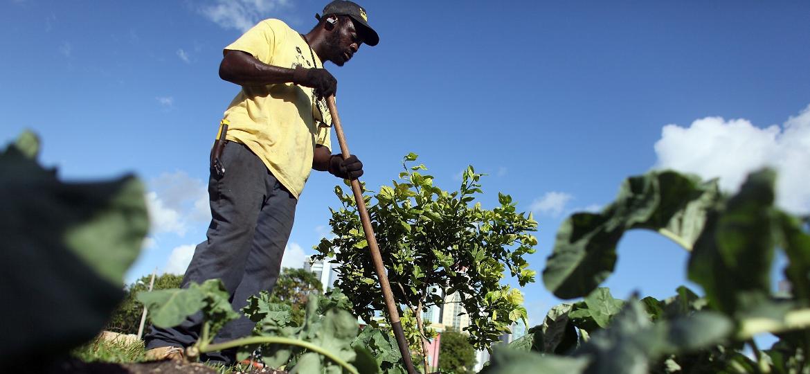 A horta urbana Roots in the City, no bairro de Overtown, em Miami, é uma das iniciativas para melhorar a alimentação na comunidade - Getty Images