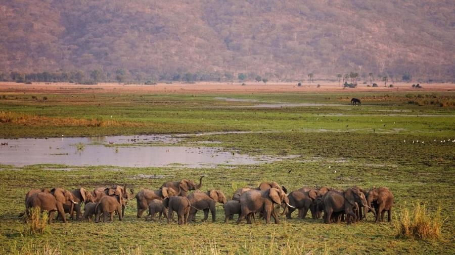 Os elefantes no Parque Nacional de Liwonde - Frank Weitzer/African Parks